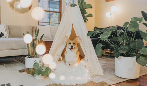 Plants Can Enhance Your Home Decor: Know-How