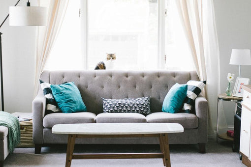Things To Consider While Buying Comfy Furniture For Your Fluffy Friend