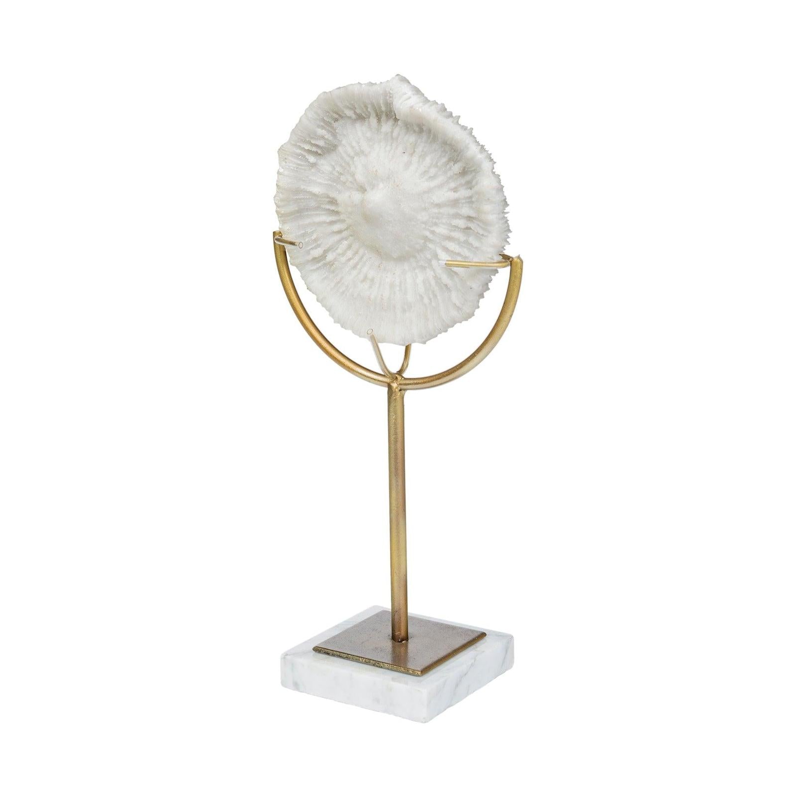 Mercana Sandy White Coastal Sand Dollar Object