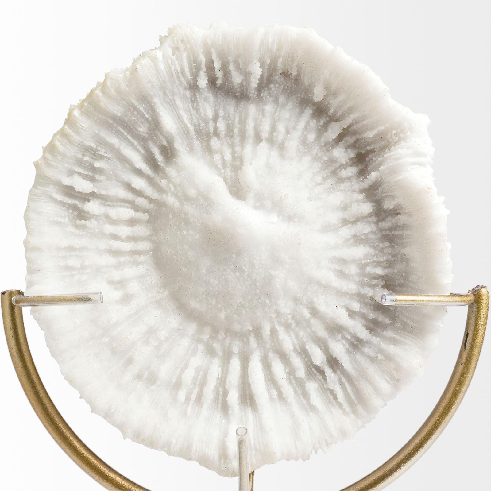 Mercana Sandy White Coastal Sand Dollar Object