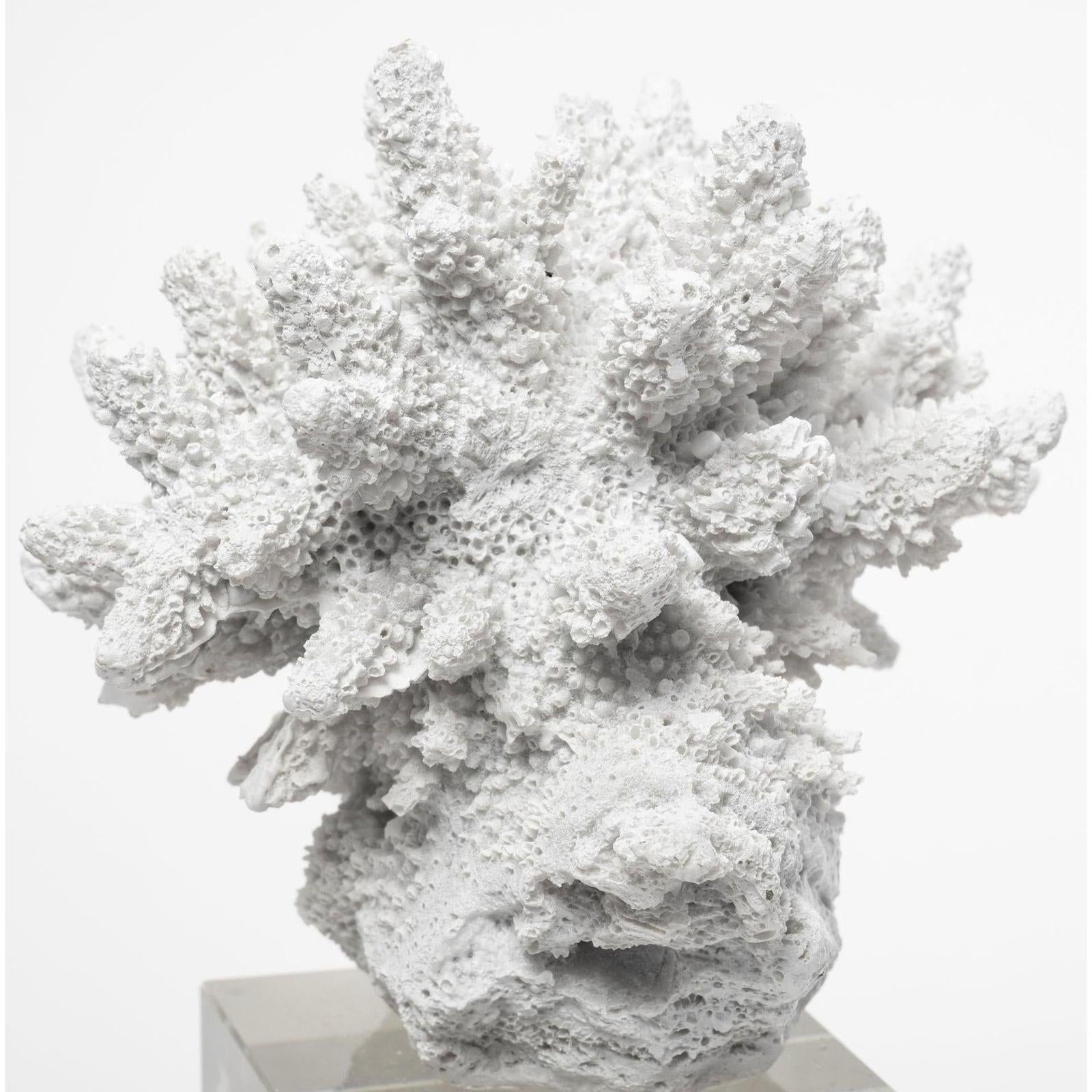 Mercana Isla White Replica Resin Coral On Clear White Glass Clearance
