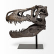 Mercana Lagrane Brown Resin Tyrannosaurus T Rex Dinosaur Skull Replica