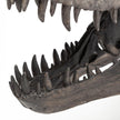 Mercana Jurassic Brown Resin Tyrannosaurus Skull Replica