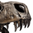 Mercana Lagrane Brown Resin Tyrannosaurus T Rex Dinosaur Skull Replica