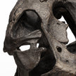 Mercana Lagrane Brown Resin Tyrannosaurus T Rex Dinosaur Skull Replica