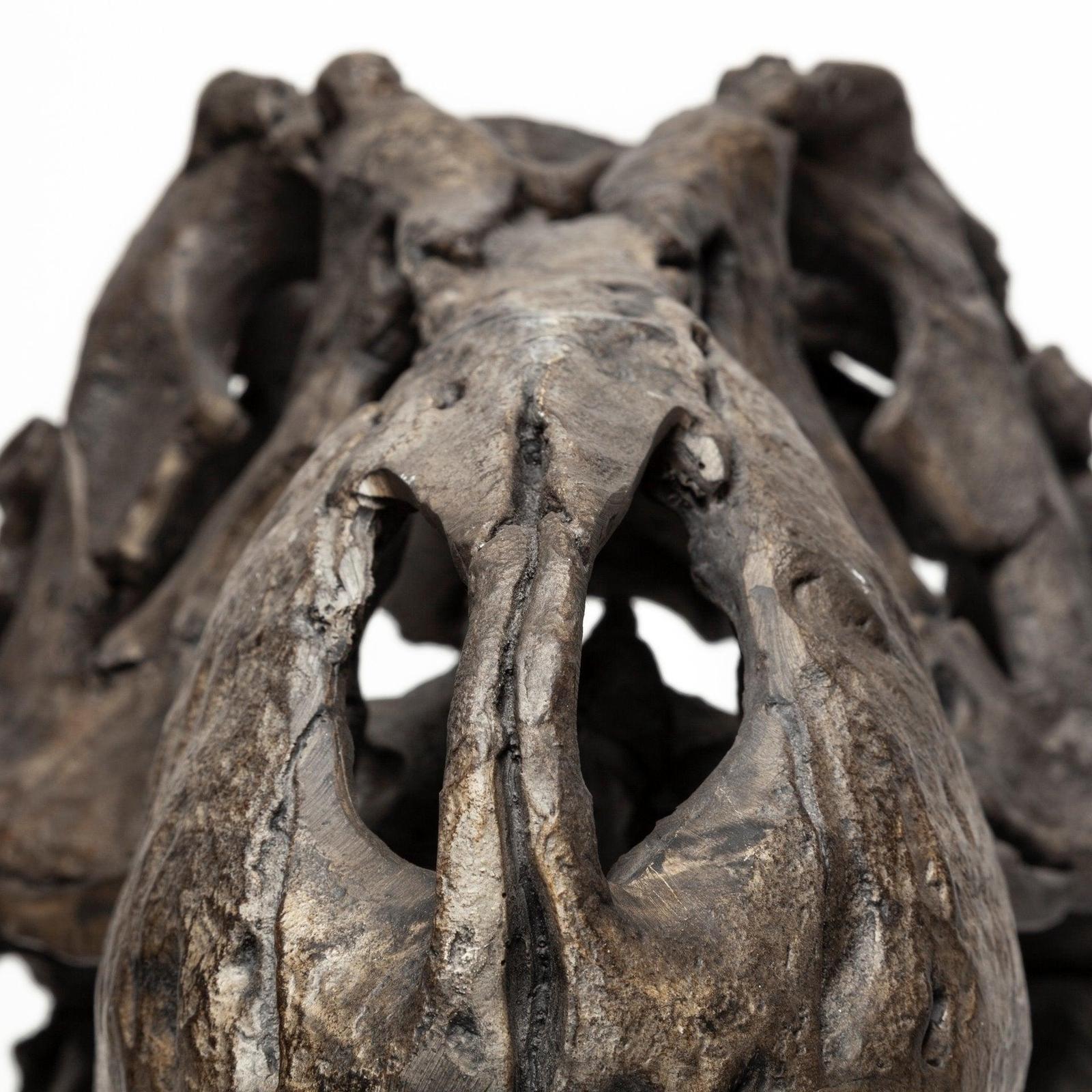 Mercana Lagrane Brown Resin Tyrannosaurus T Rex Dinosaur Skull Replica