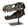 Mercana Lagrane Brown Resin Tyrannosaurus T Rex Dinosaur Skull Replica