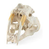 Mercana Fozzil Resin Sabretooth Skull Replica