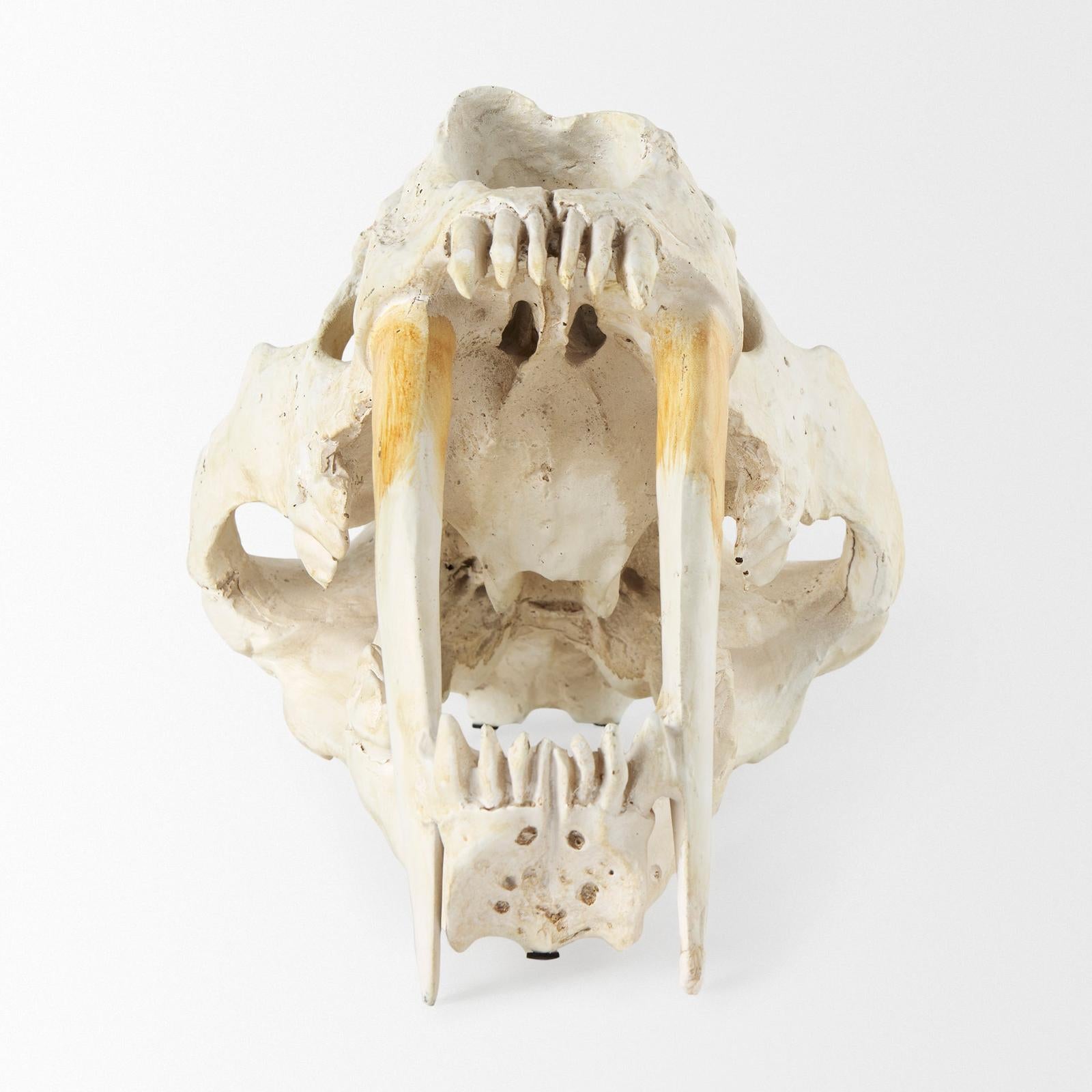 Mercana Fozzil Resin Sabretooth Skull Replica