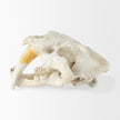 Mercana Fozzil Resin Sabretooth Skull Replica