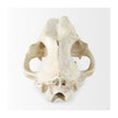 Mercana Fozzil Resin Sabretooth Skull Replica