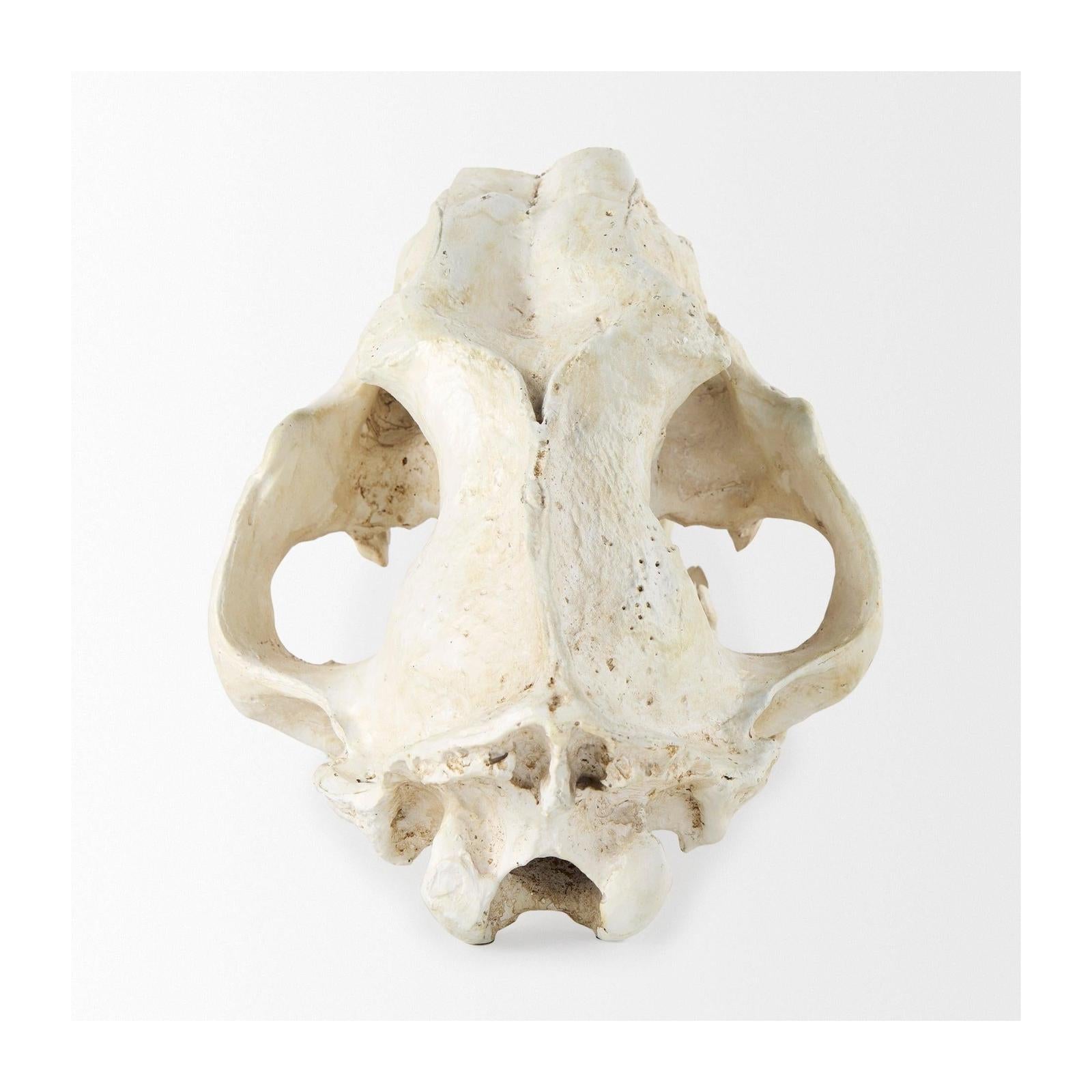 Mercana Fozzil Resin Sabretooth Skull Replica
