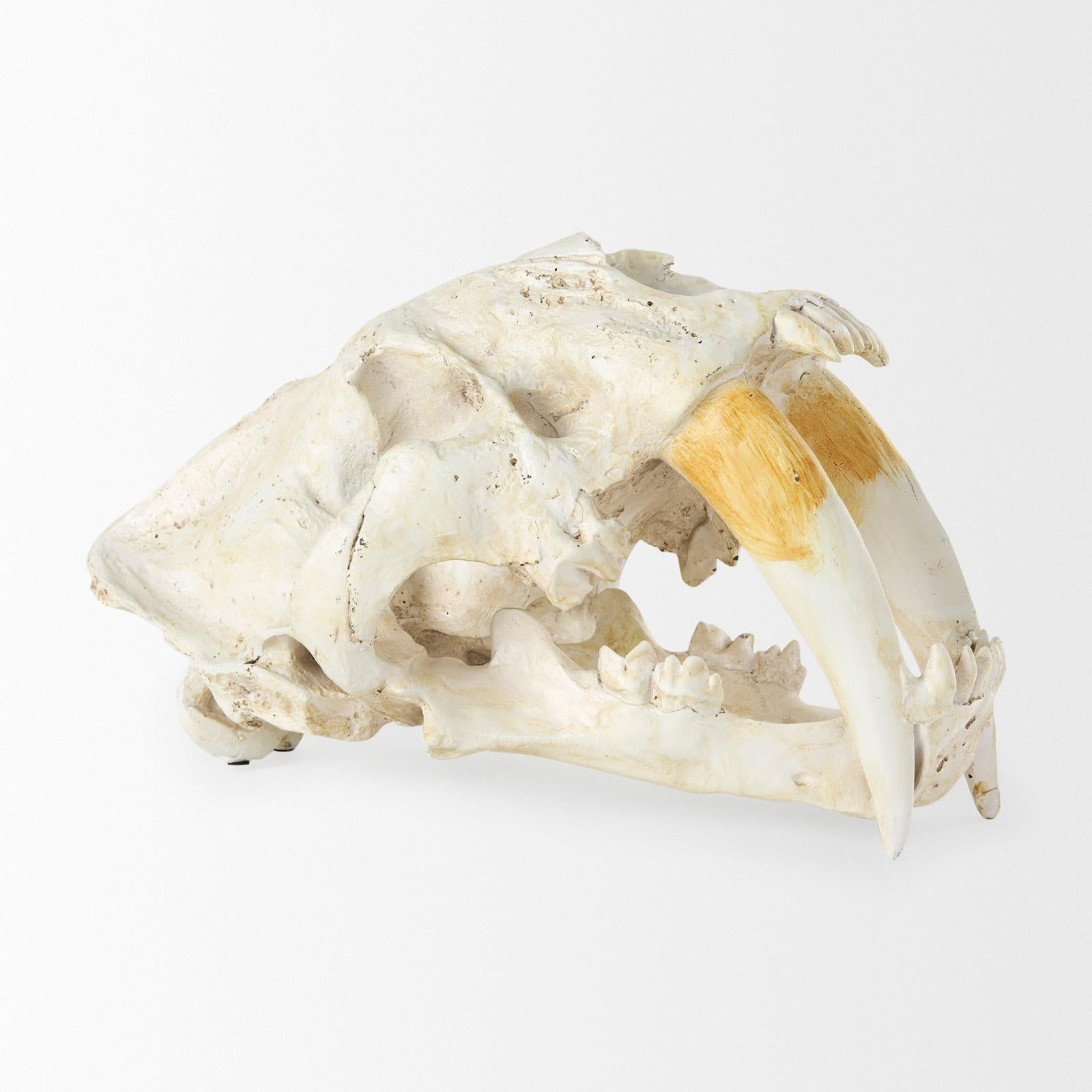 Mercana Fozzil Resin Sabretooth Skull Replica