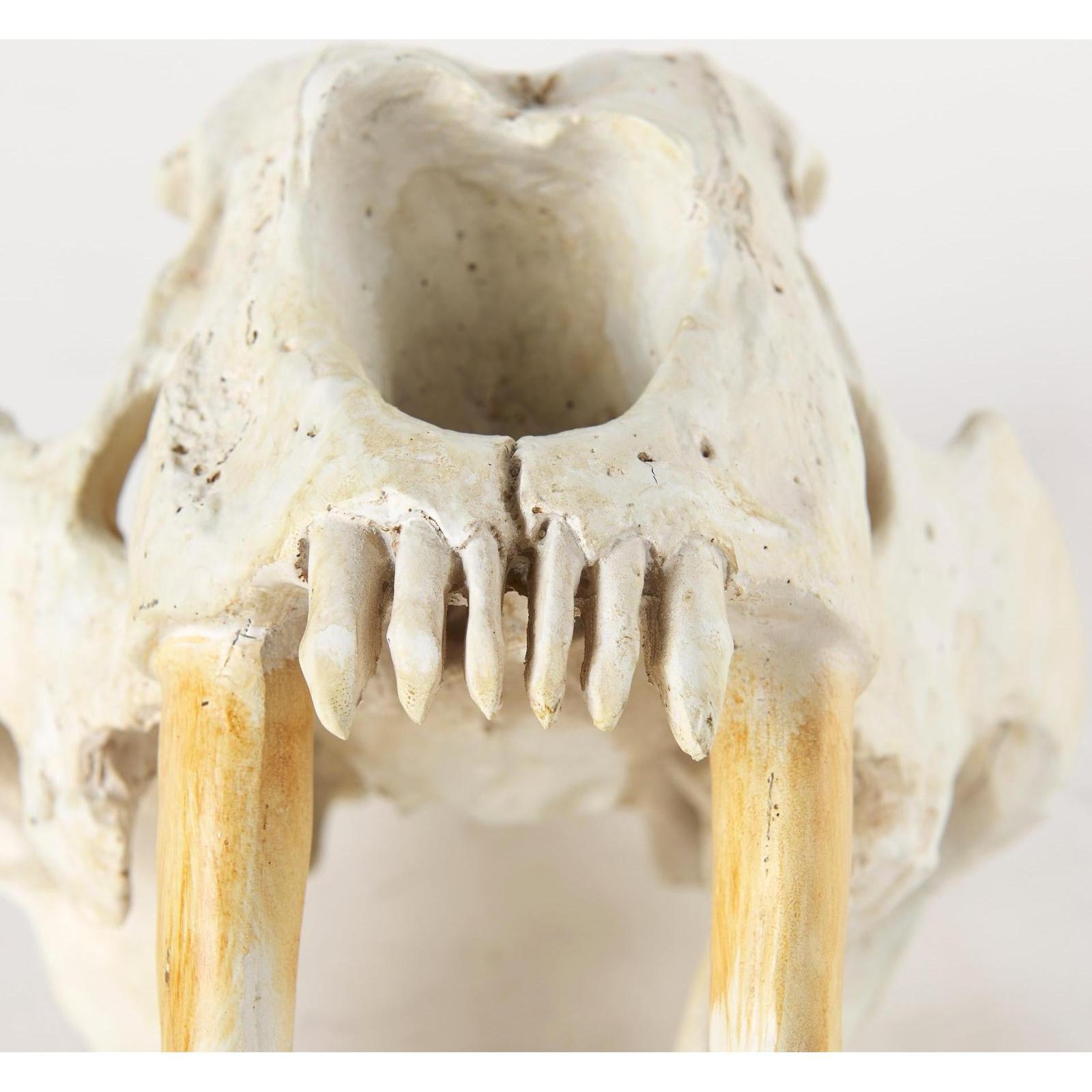 Mercana Fozzil Resin Sabretooth Skull Replica