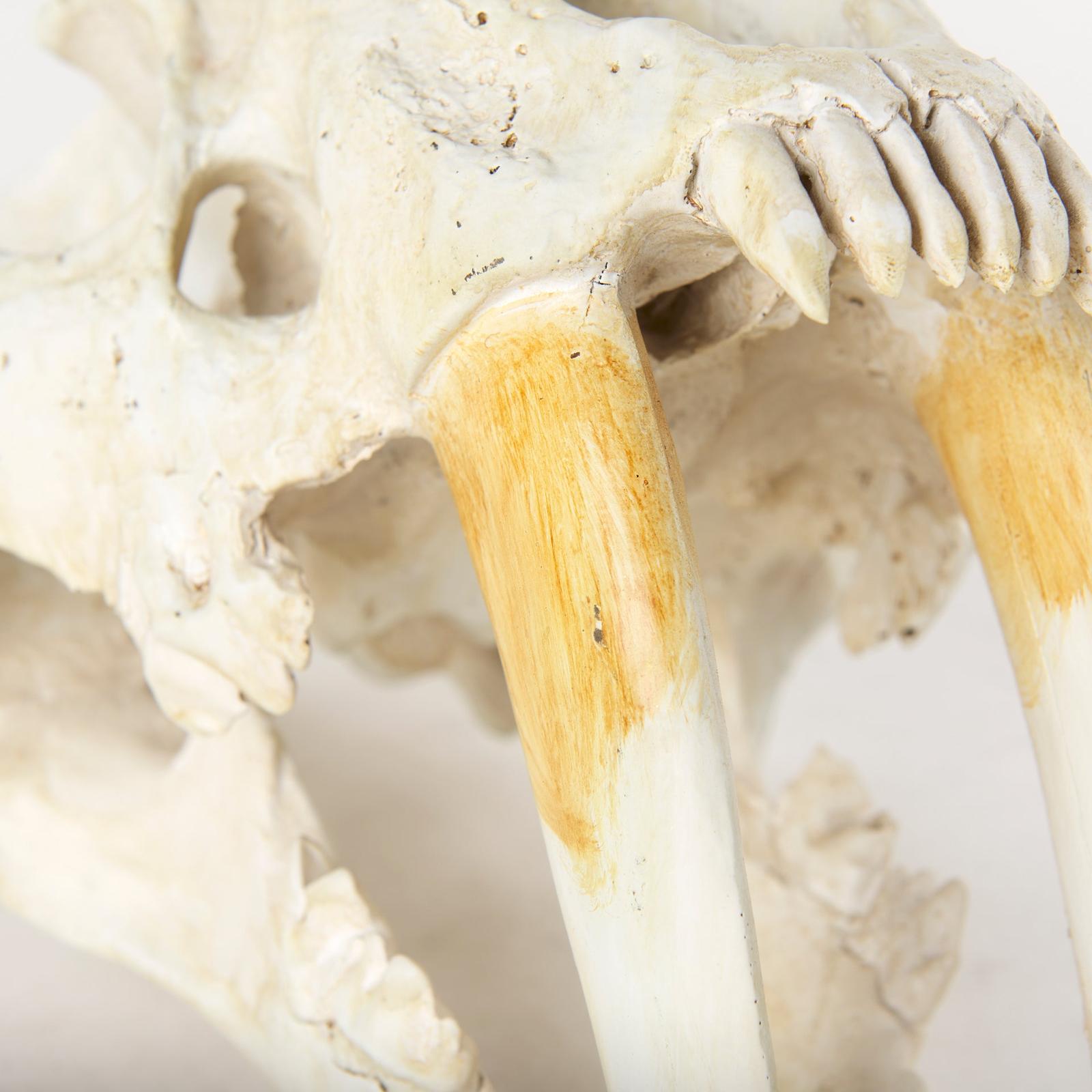 Mercana Fozzil Resin Sabretooth Skull Replica