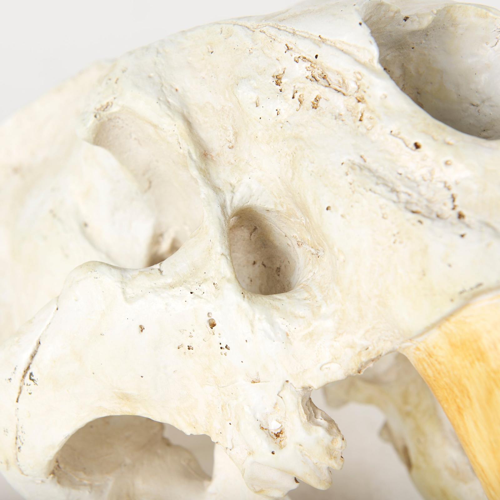 Mercana Fozzil Resin Sabretooth Skull Replica