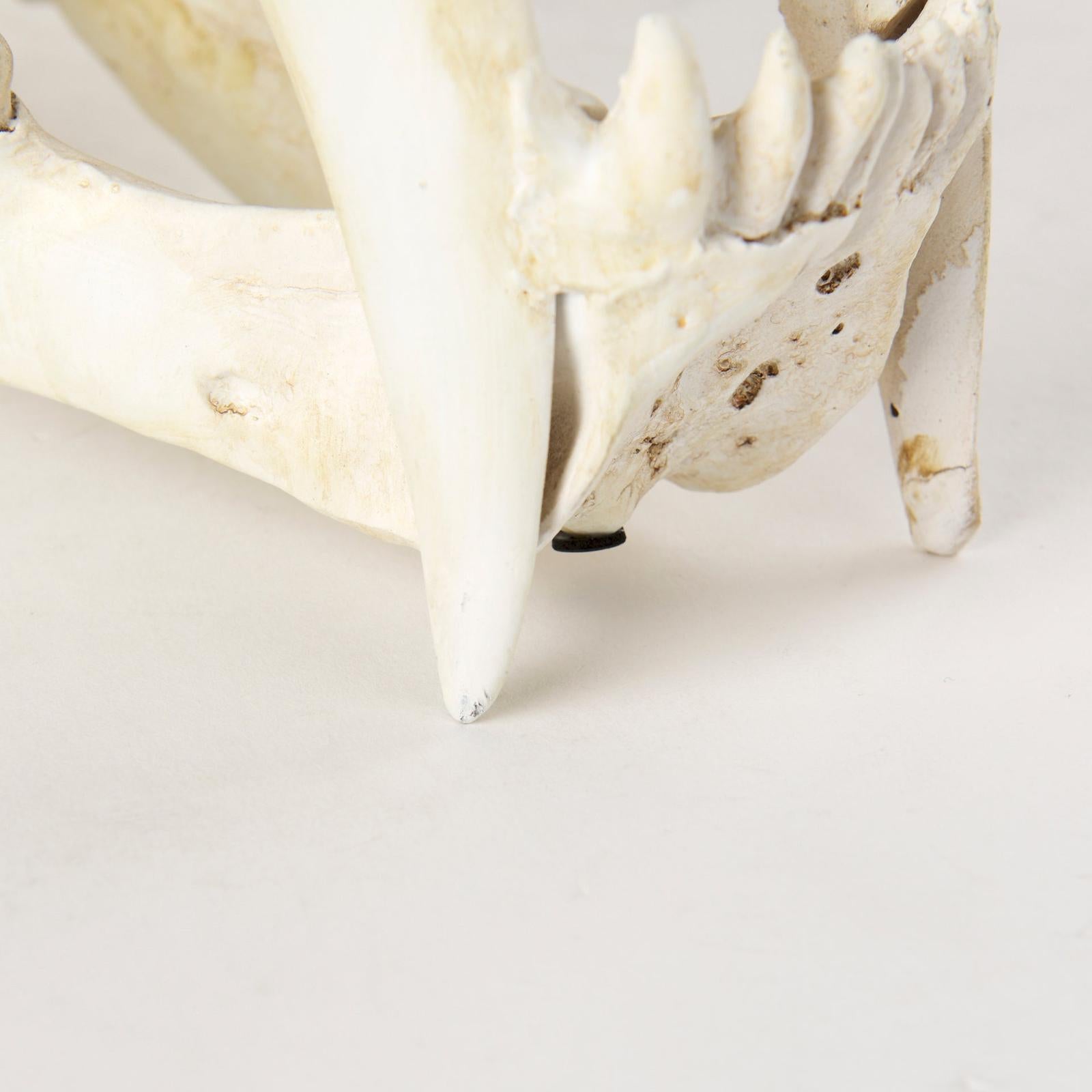 Mercana Fozzil Resin Sabretooth Skull Replica