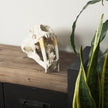 Mercana Fozzil Resin Sabretooth Skull Replica