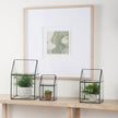 Mercana Sikes Hut Terrarium W/Glass Base