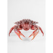 Lladro Crab red