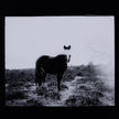 Blank Horse By Annie Spratt Framed Paper