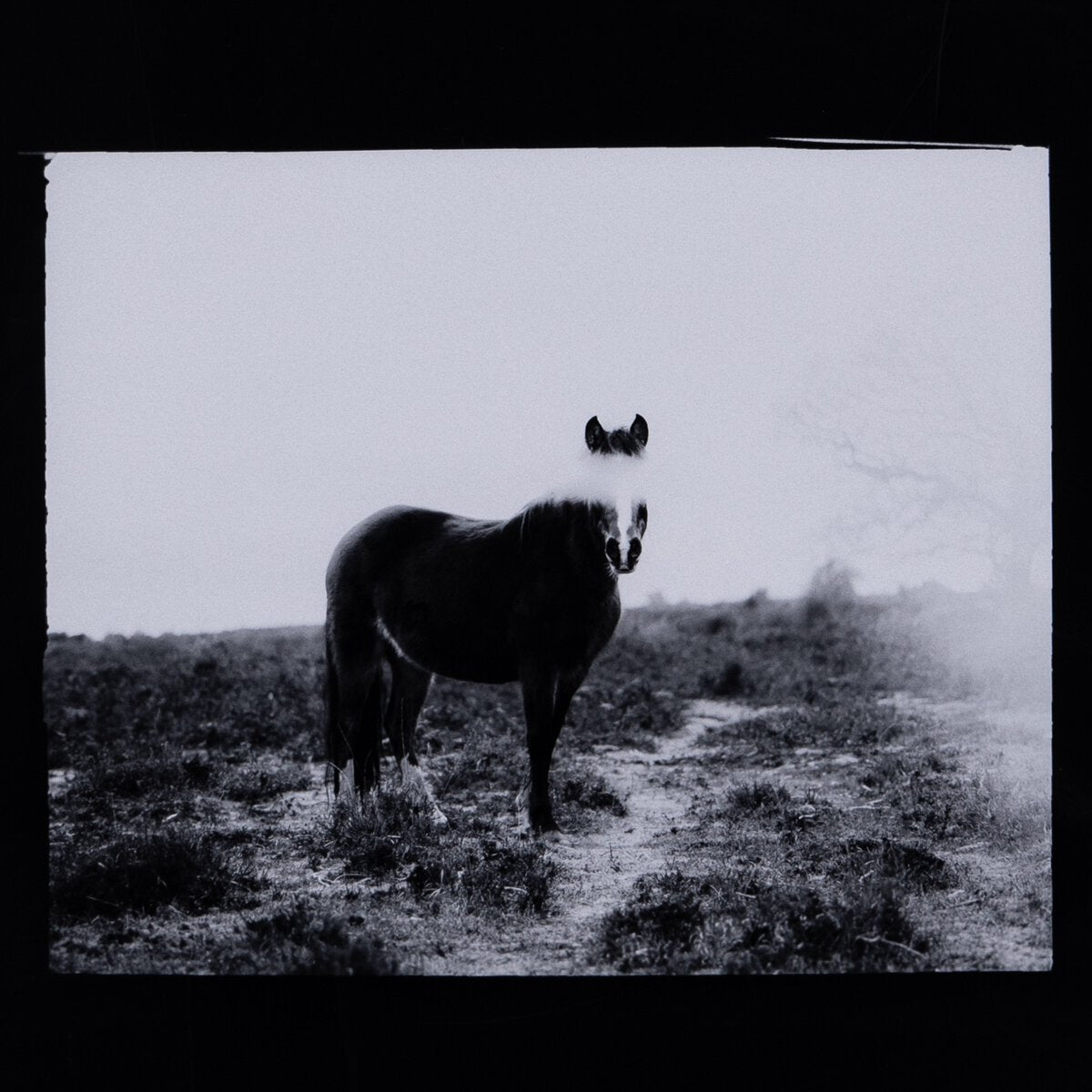 Blank Horse By Annie Spratt Framed Paper