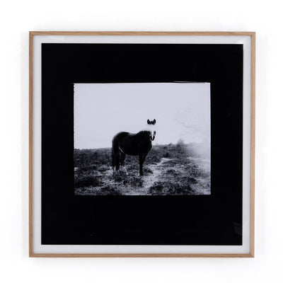 Blank Horse By Annie Spratt Framed Paper