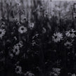 Floral Film II By Annie Spratt