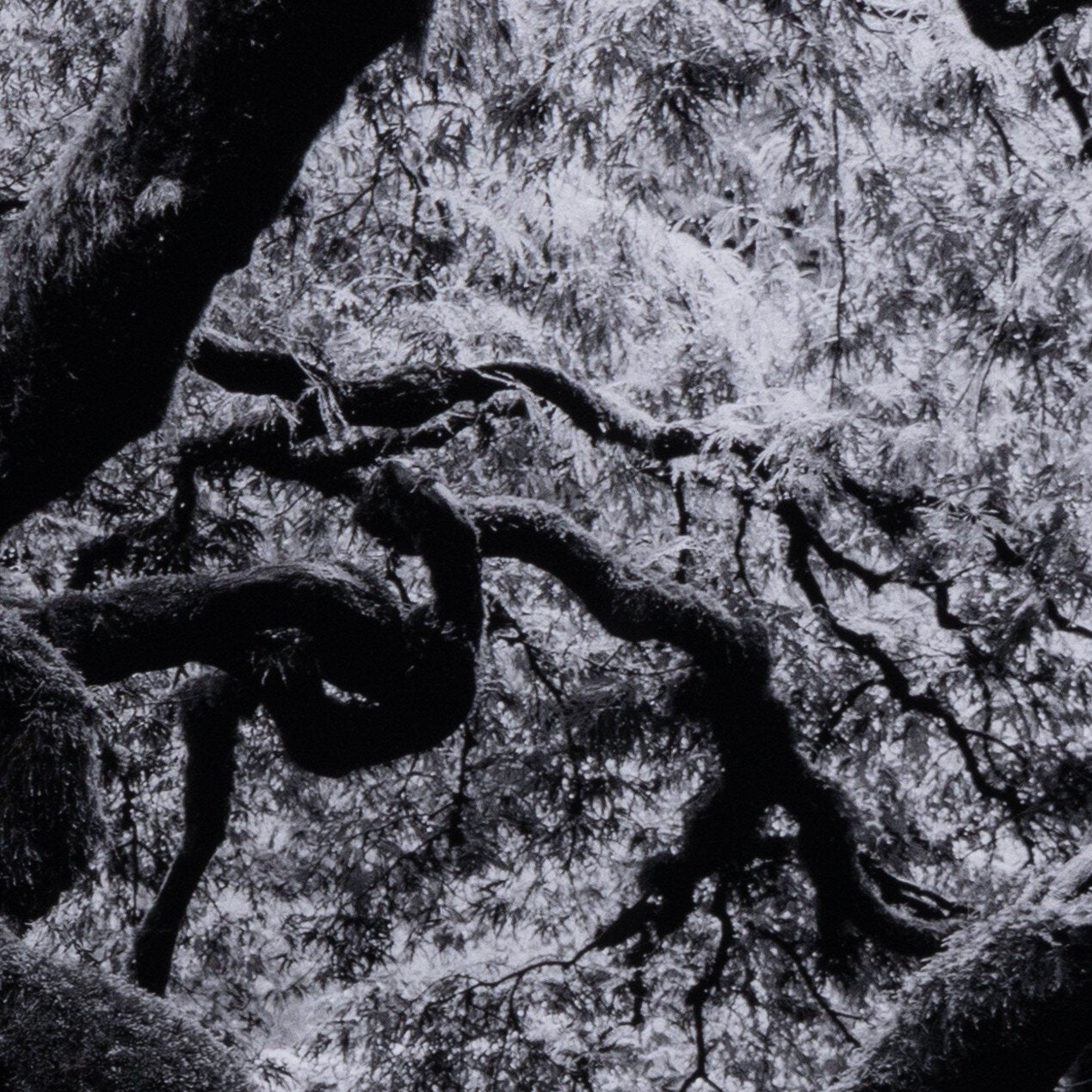 Tree Gaze IV By Coup D'esprit