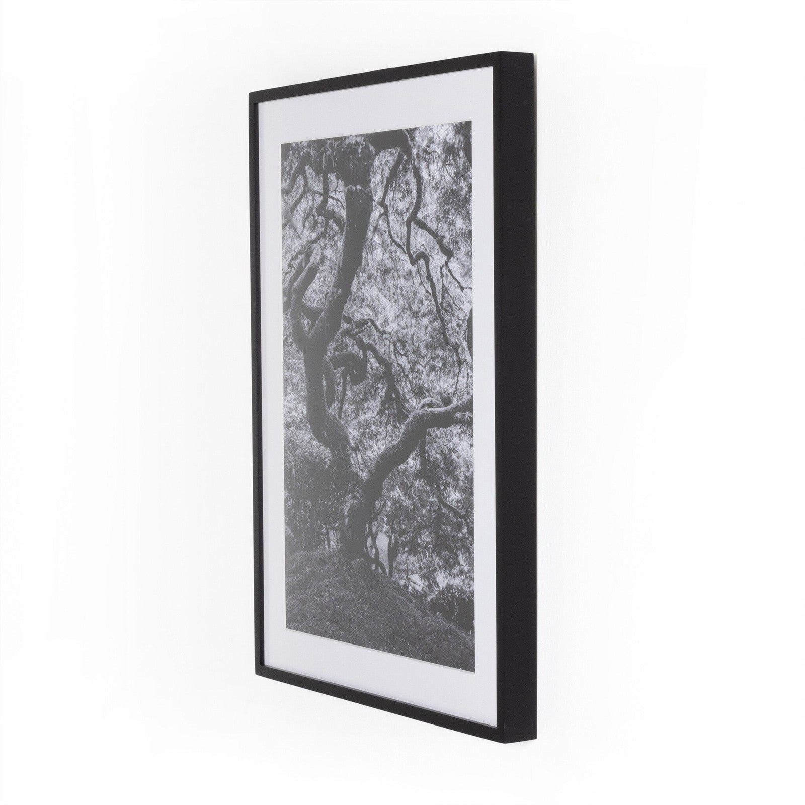 Tree Gaze IV By Coup D'esprit