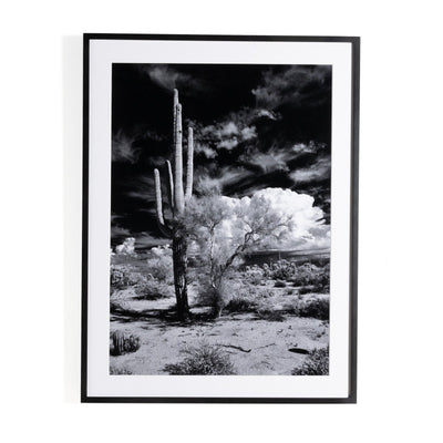Sonoran Desert By Getty Images
