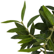 Faux Olive Tree Wide