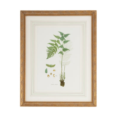 Chelsea House Curtis Ferns Frame