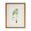 Chelsea House Curtis Ferns Frame