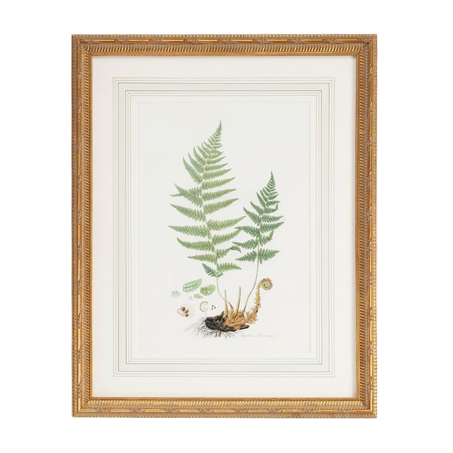 Chelsea House Curtis Ferns Frame