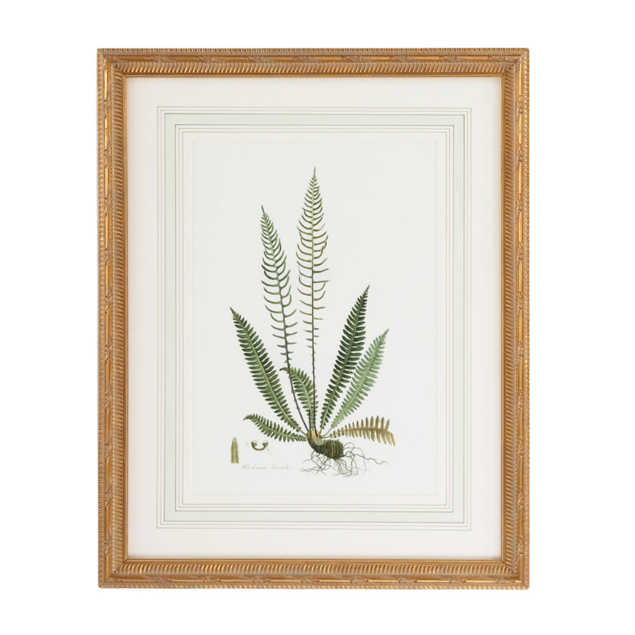 Chelsea House Curtis Ferns Frame