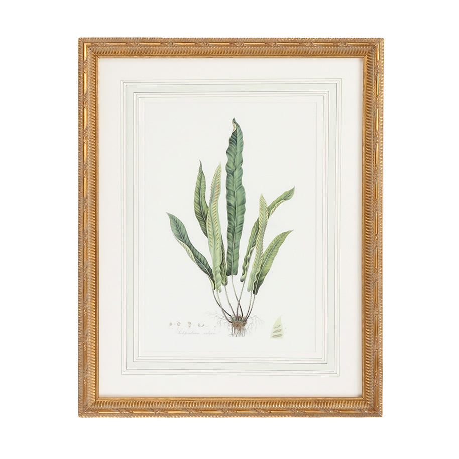 Chelsea House Curtis Ferns Frame
