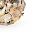 Chelsea House Oyster Shell Candleholder, Set of 2