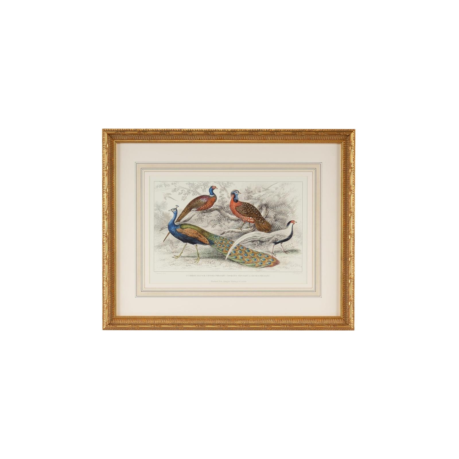 Chelsea House Peacock and Pheasants Frame