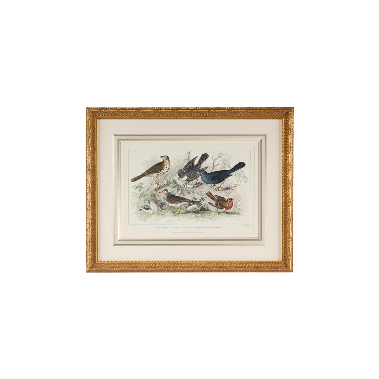 Chelsea House Skylark Song Thrush & Breast Frame