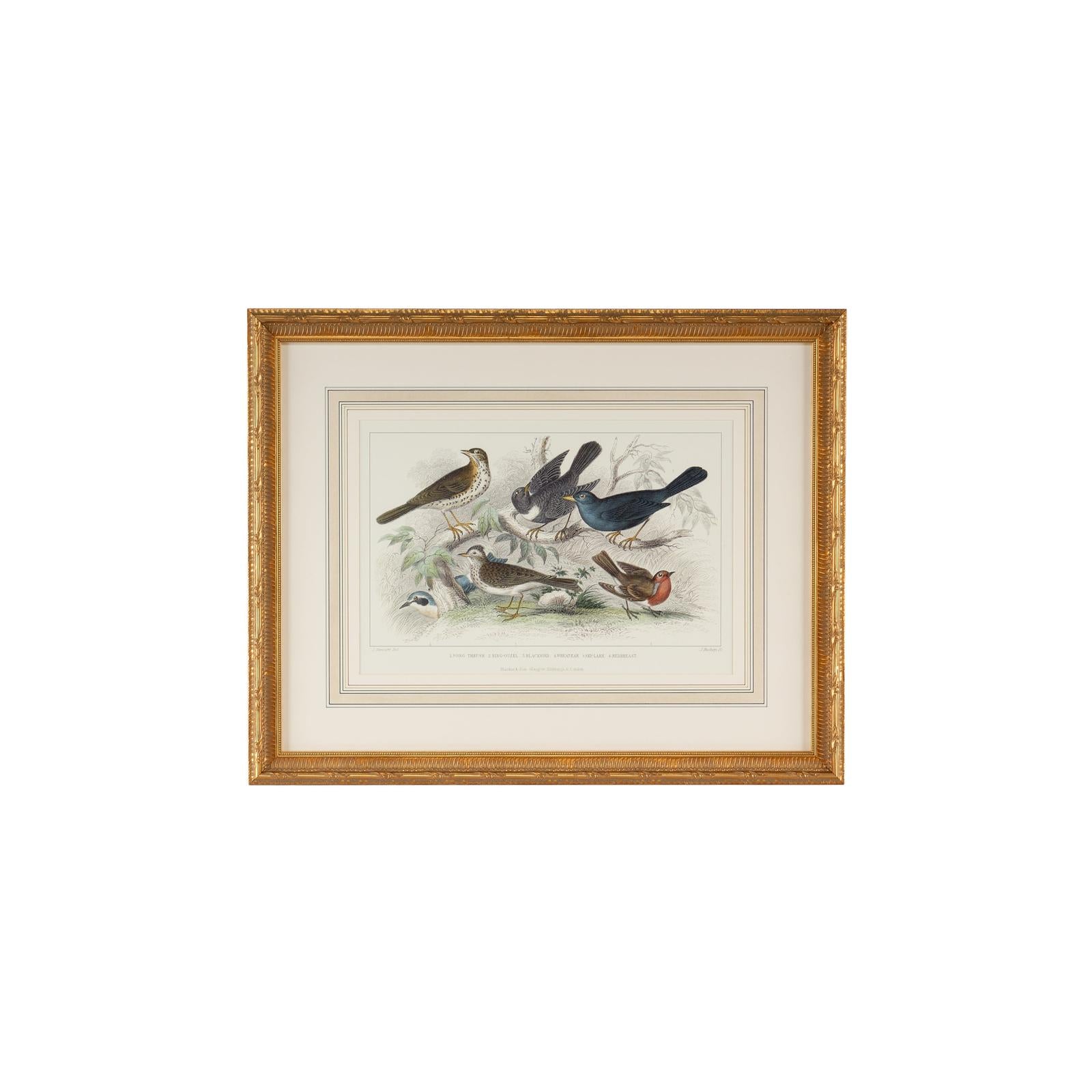 Chelsea House Skylark Song Thrush & Breast Frame