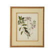 Chelsea House Catesby Bird & Botanical Frame
