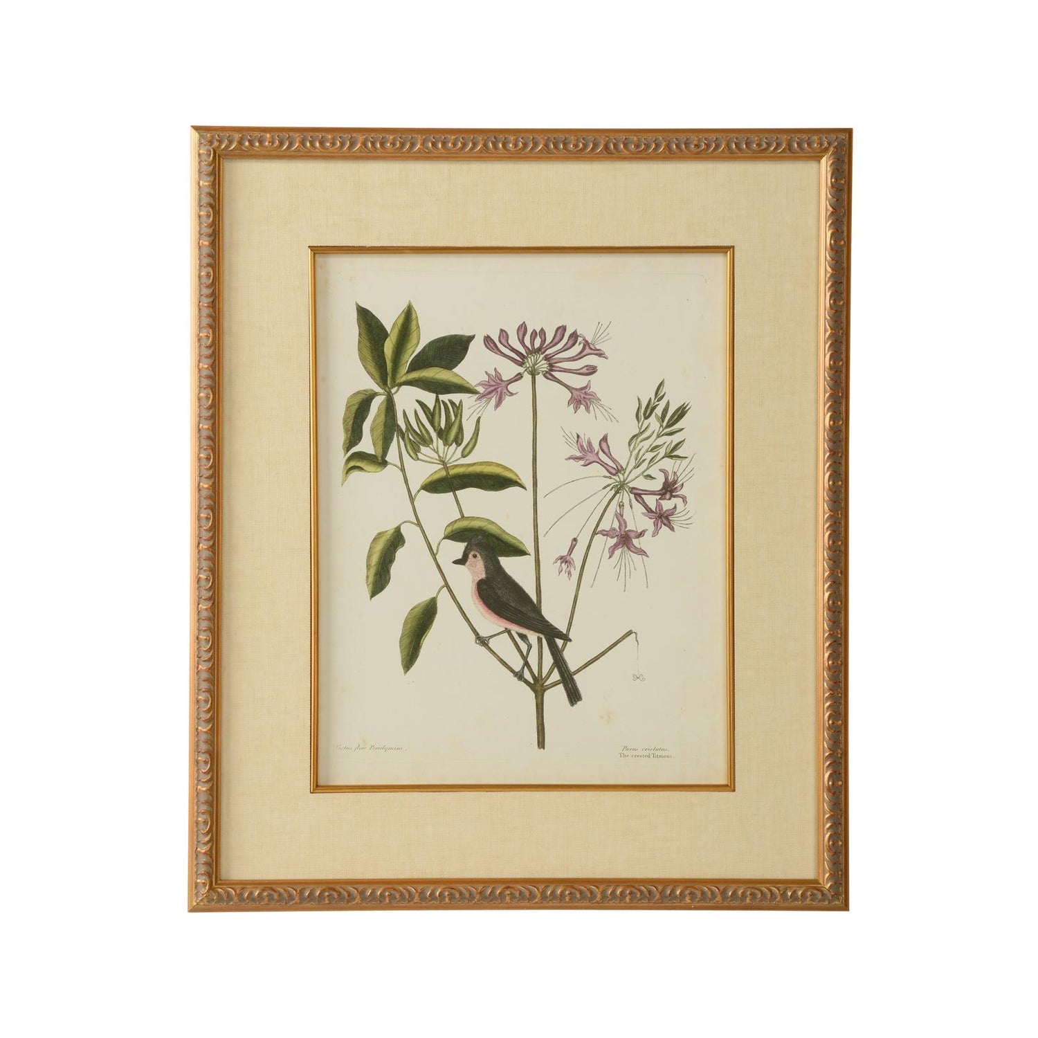 Chelsea House Catesby Bird & Botanical Frame