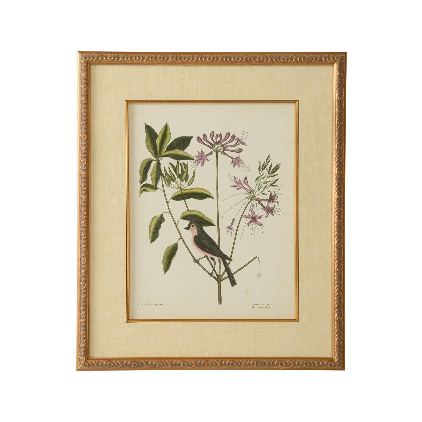 Chelsea House Catesby Bird & Botanical Frame