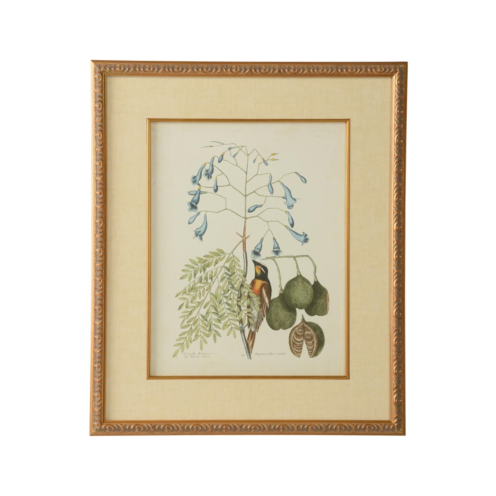 Chelsea House Catesby Bird & Botanical Frame