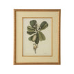 Chelsea House Catesby Bird & Botanical Frame