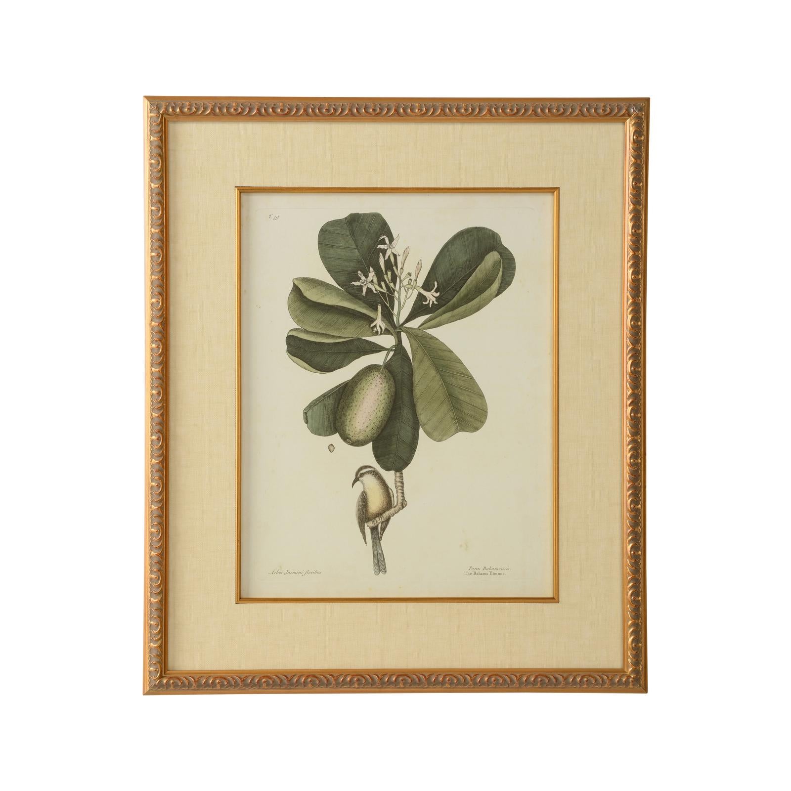Chelsea House Catesby Bird & Botanical Frame