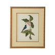 Chelsea House Catesby Bird & Botanical Frame