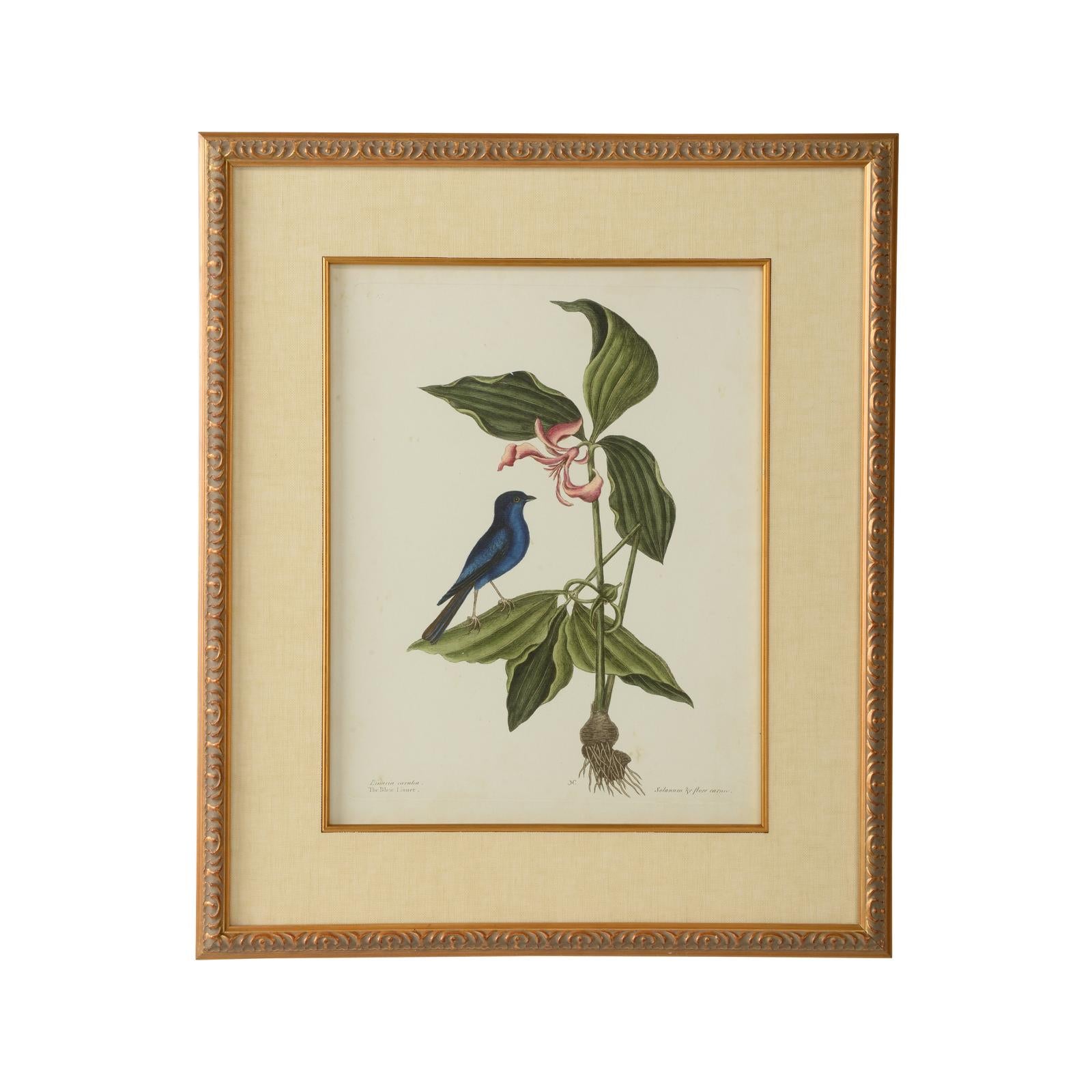 Chelsea House Catesby Bird & Botanical Frame