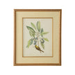 Chelsea House Catesby Bird & Botanical Frame